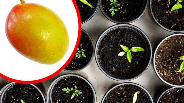 Kan Man Plantera En Mangokärna