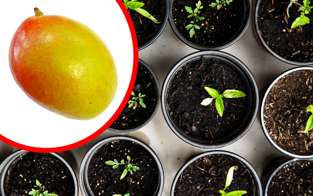 Kan Man Plantera En Mangokärna
