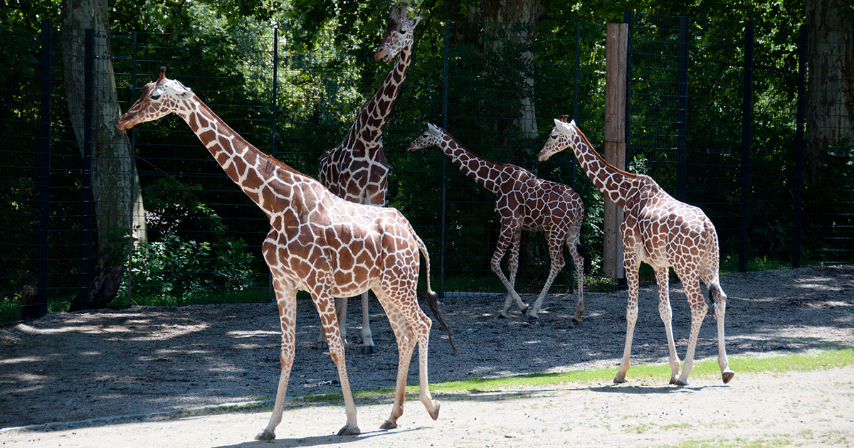 Giraffer ser du på Bronx Zoo.