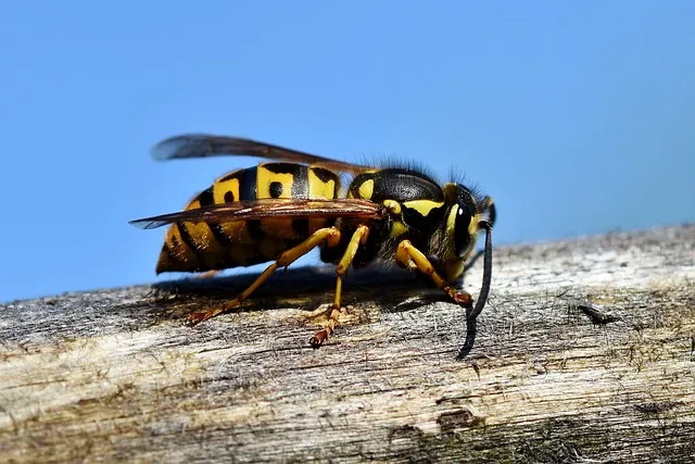 Håll getingarna borta med det här enkla tricket