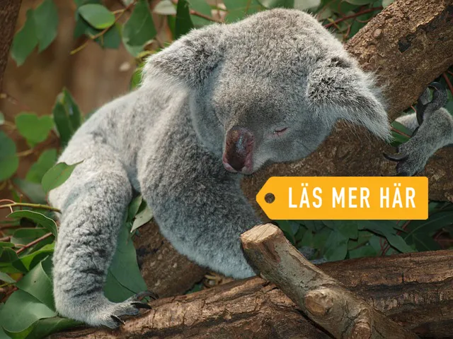 Hur du lurar din hjärna att somna