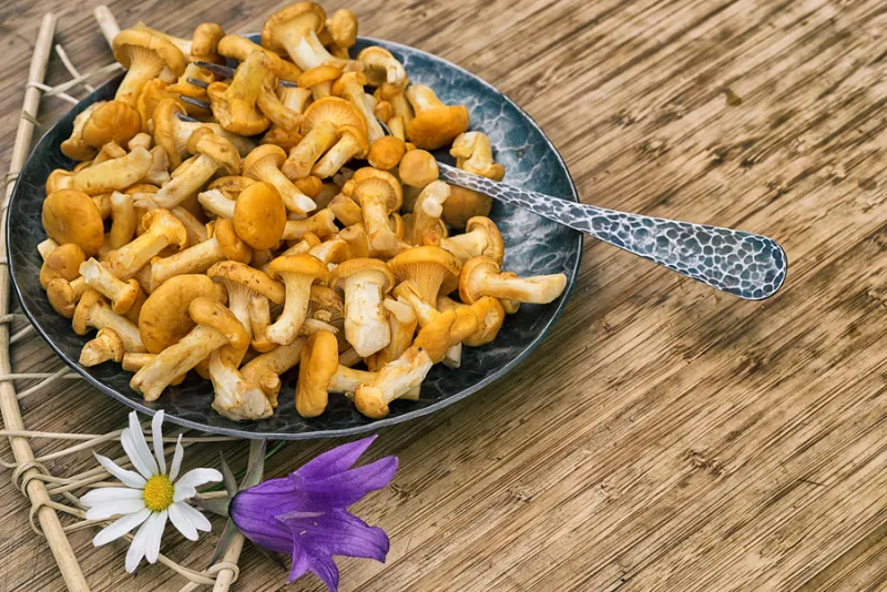 Krämig kantarellpasta