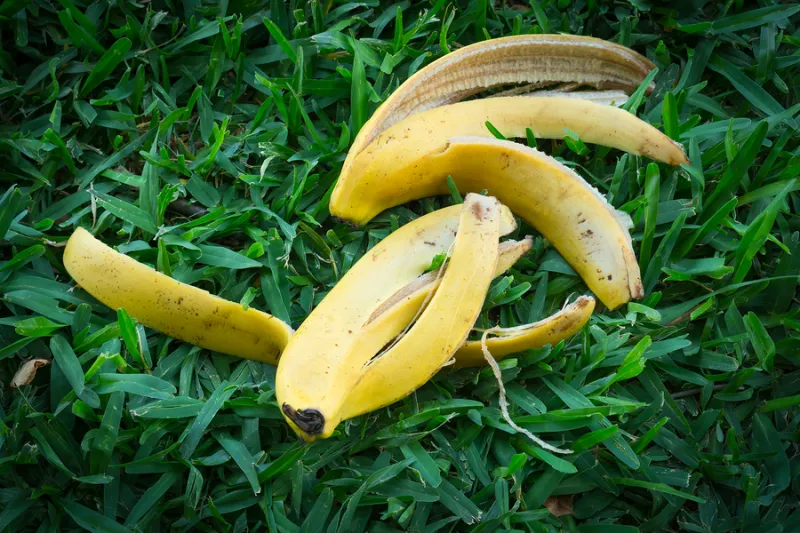 Gör egen växtnäring med hjälp av bananskal