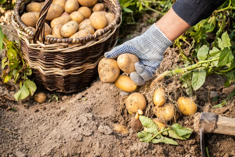 Koka alltid potatis med skalet på