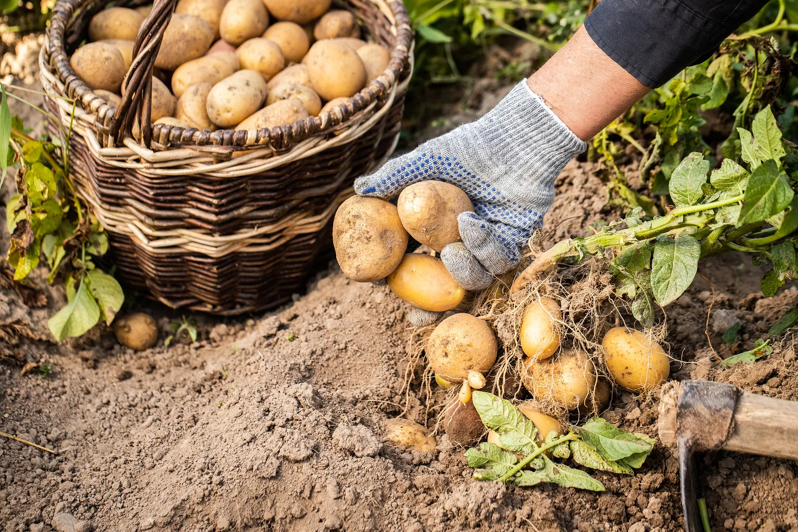 Koka alltid potatis med skalet på