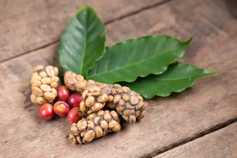 Världens dyraste kaffe – Kopi Luwak