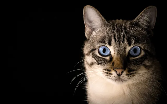 Tre fördelar med att ha katt