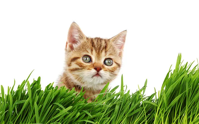 Så eget kattgräs