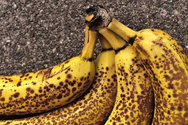Bananflugor - så blir du av med dem