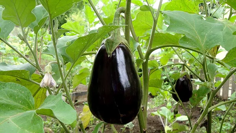 Gör din egen baba ganoush (aubergineröra)