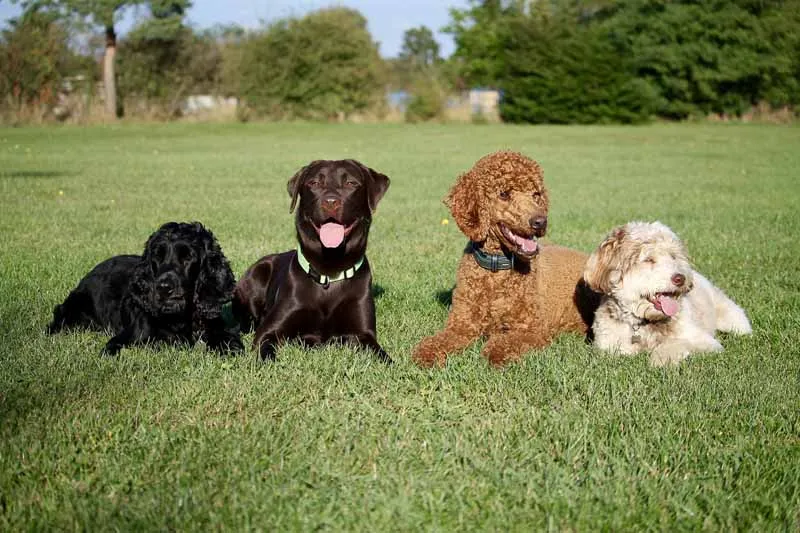 Därför är hunden människans bästa vän