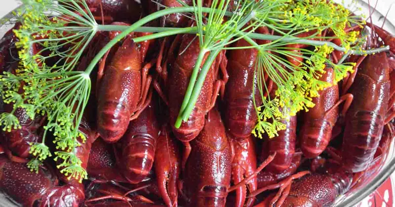 Saftigt och smakrikt bröd - perfekt till kräftskivan